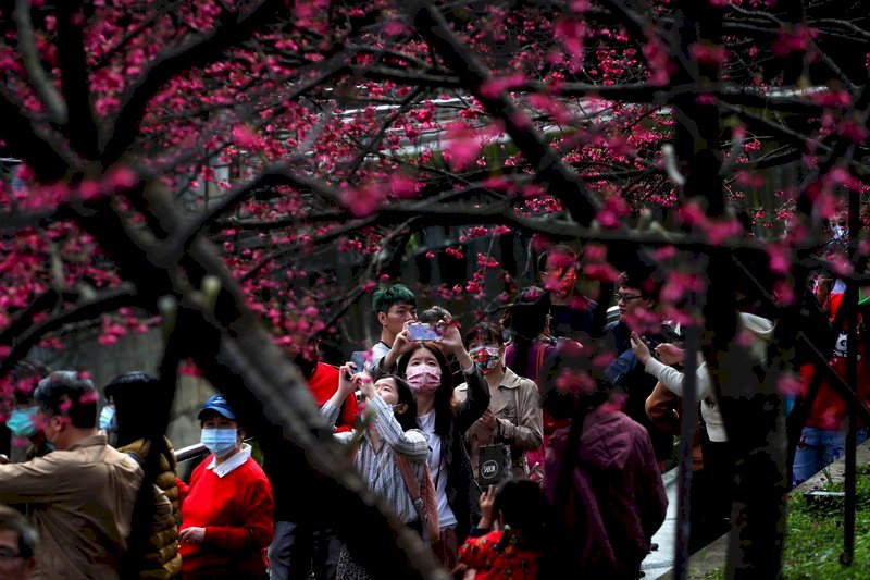 Hoy, primer día del nuevo año, es el tercer día del feriado largo por las festividades de Año Nuevo Chino. Aprovechando el buen clima, muchos ciudadanos visitaron el Parque Lehuo, en la zona de Donghu, distrito de Neihu, para apreciar las flores de cerezo en todo su esplendor. (Foto: CNA)